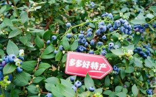 拼多多发布2025全年财报，陈磊：全力投入供应链升级，再造一个拼多多