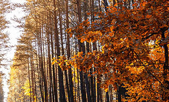 迅雷发布2025年财报：全年营收4.624亿美元 同比增长42.5%